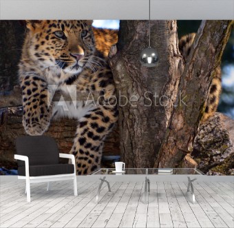 Picture of Amur leopard is a leopard subspecies native to the Primorye region of southeastern Russia and the Jilin Province of northeast China